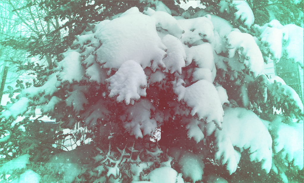 snow-tree